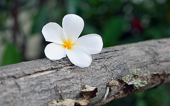 Lovely frangipani flower, Delicate petals, Floral motif, Captivating beauty HD wallpaper