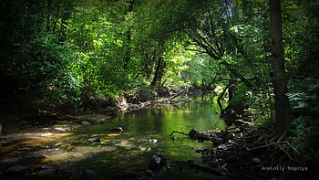Nature, Rivers, Stones, Forest, Thickets, Thicket, Anatoliy Negelya HD wallpaper
