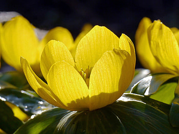Yellow, bloom, flowers, close up HD wallpaper