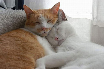 Hugging cats., animal, cute, cat, hug HD wallpaper