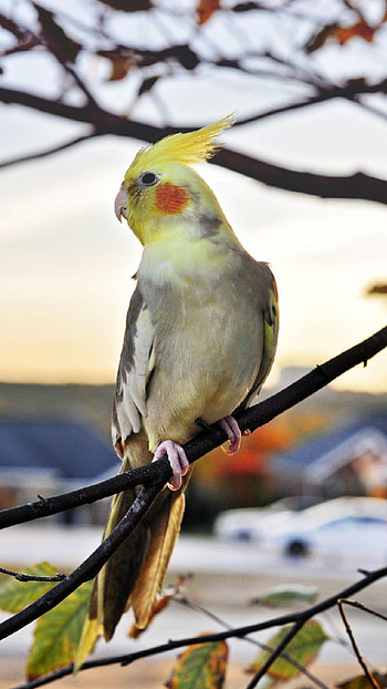 Cockatiel bird portraits, Feathery companions, Sarah Sellers' collection, Avian beauty HD phone wallpaper