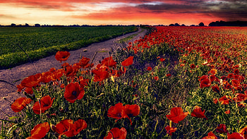 Sunset Over Poppy Field, sky, flowers, blossoms, colors, landscape, clouds HD wallpaper