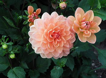 Flowers, Greens, Flower Bed, Flowerbed, Dahlias, Buds HD wallpaper