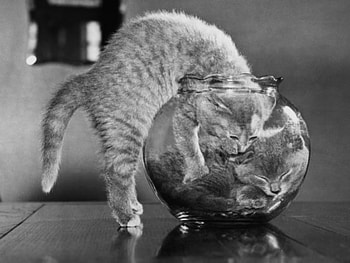 kittens in a fish bowl, animals, cats, cute, cat, funny, kittens HD wallpaper