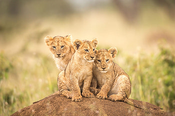Curious baby lion cubs, Majestic feline, Tiny royalty, Endearing playfulness HD wallpaper
