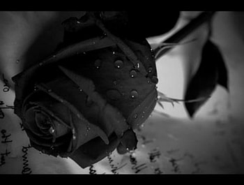 roses nota black, w, a, wd, adwew HD wallpaper