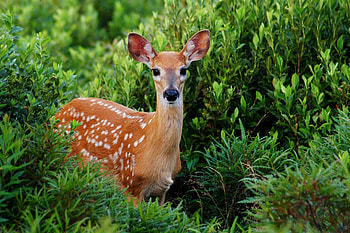 Nature's beauty, Serene deer, Majestic wildlife, Tranquil scene HD wallpaper