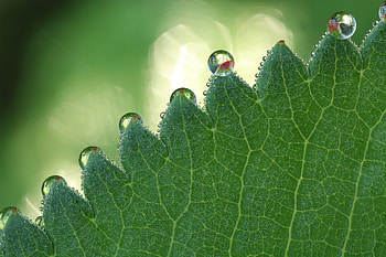 Drops, Plant, Macro, Sheet, Leaf, Carved, Form HD wallpaper