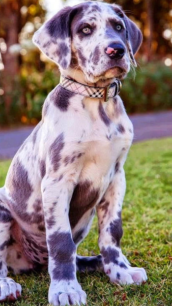 Dogs, Great Dane Dog HD phone wallpaper