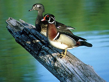 Beautiful Ducks, ducks, coo, beautiful HD wallpaper
