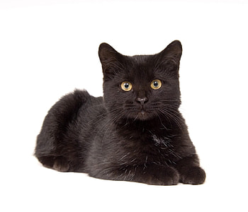 Black kitten, black, cat, kitten, halloween, white, cute HD wallpaper