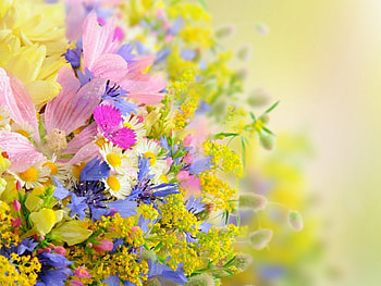 Plants, Flowers HD wallpaper
