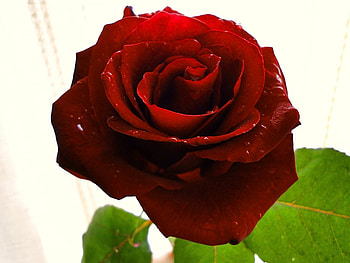 Plants, Flowers, Roses HD wallpaper