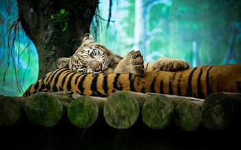 White tiger, blue, animal, white, wood, tiger, wild, sleep HD wallpaper
