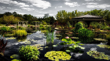 Japanese Garden and Lagoon, Denver Botanical Garden, Colorado, pond, gazebo, trees, clouds, sky, waterlilies, usa HD wallpaper