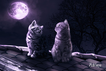 Moonlight, night, kitten, animal, cute, cat, adriana madrid, pisica, roof, pink, moon, couple, luna, luminos HD wallpaper