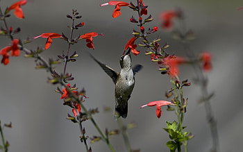 Humming-Birds, Animals, Flowers, Bird HD wallpaper