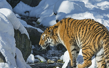 Animals, Snow, Predator, Tiger HD wallpaper