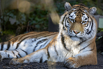 Animals, Predator, Big Cat, Sight, Opinion, Tiger, Stripes, Streaks HD wallpaper