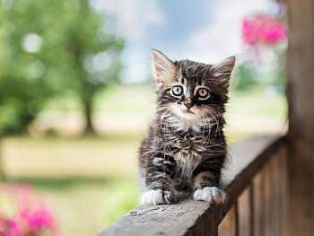 Cute Cat , cat, cute, animals HD wallpaper