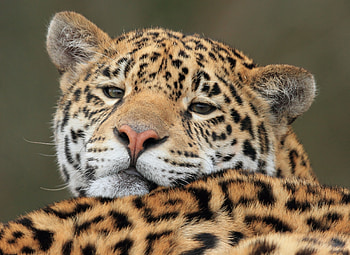 Animals, Jaguar, Muzzle, Predator, Big Cat HD wallpaper