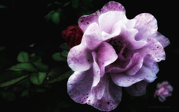 A rather Gothic Rose, rose, pink, bud, flesh, petal, dark, death HD wallpaper