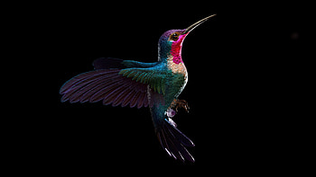 Hummingbird Dark , hummingbird, birds, dark, black, oled, artstation HD wallpaper