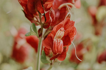 Flowers, Flower, Plant, Close-Up HD wallpaper