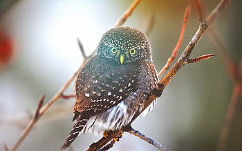 Animals, Owl, Glare, Bird, Branch HD wallpaper