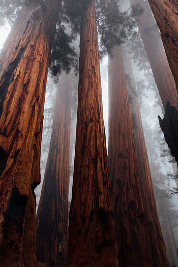 Nature, Trees, Forest, Fog, Trunks, Bark, Bottom View HD phone wallpaper