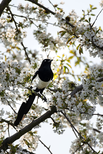 Magpie, Animals, Bird, Bloom, Flowering, Branch HD phone wallpaper