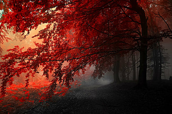 Ultra , Baum , Nature backgrounds, Tree beauty HD wallpaper