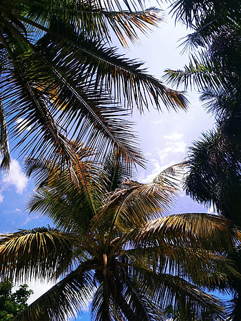 Nature, Sky, Leaves, Clouds, Palm, Branches HD phone wallpaper