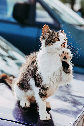 Animals, Cat, Pet, Cool, Paw HD phone wallpaper
