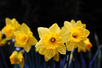 Flowers, Bloom, Flowering, Narcissus HD wallpaper