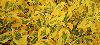 Euonymus fortunei plant, bush, yellow, green, leaf, graphy, plant HD wallpaper