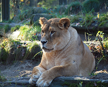 Leo, germany, tierpark, lion, uckermunde HD wallpaper