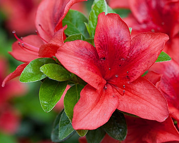 *** Lilies ***, nature, flowers, lilies, flower HD wallpaper