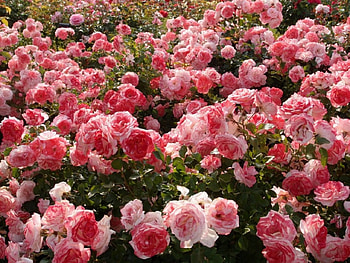 Rose Bushes, rose, pink, bushes, garden, nature, flowers HD wallpaper