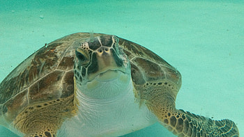 Sea turtle's recovery, Inspiring release, Overcoming injuries, Healthy marine life HD wallpaper
