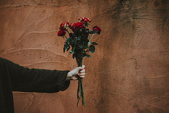 Flowers, Roses, Hand, Bouquet, Wall HD wallpaper