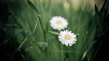 Flowers, Camomile, Macro, Petals HD wallpaper
