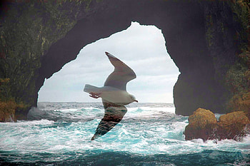 Hole in Rock, in rock, seagull, hole, , cool HD wallpaper