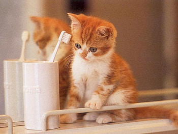 HAS DENTAL APPOINTMENT TODAY, kitten, cute, adorable, scared HD wallpaper