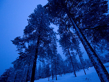 El fro bosque, trees, snow HD wallpaper