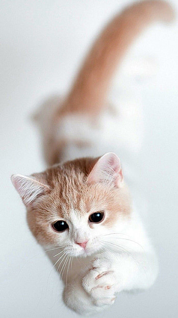 Cute cat HD phone wallpaper