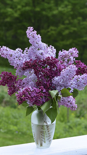 Lilac, Lilac Flower Pot HD phone wallpaper