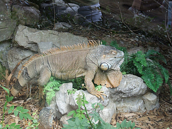 Resting Reptile, lizards, reptiles, beared dragons HD wallpaper