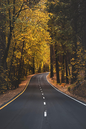 Nature, Trees, Autumn, Road, Asphalt HD phone wallpaper