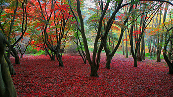 Landscape, Trees, Autumn HD wallpaper